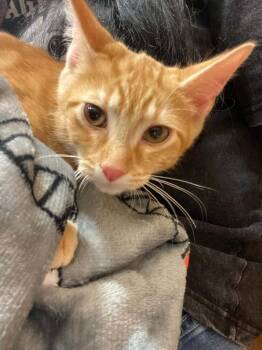Nitro -  Domestic Short Hair Cat for Adoption in West Mifflin, Pennsylvania - Nitro | PetCurious