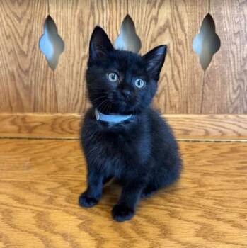 Rescue Domestic Short Hair Cats for Adoption in Andover, Minnesota - Betty | PetCurious