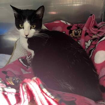 Rescue Domestic Short Hair Cats for Adoption in Hampton Bays, New York - Waffle | PetCurious