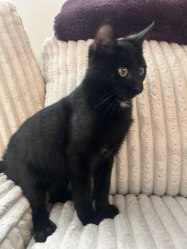 Domestic Short Hair Cats Available for Adoption - Jackolantern | PetCurious