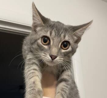 Rescue Domestic Short Hair Cats for Adoption in Bentonville, Arkansas - Luisa | PetCurious