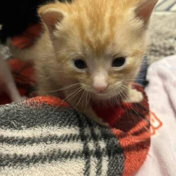 Baby 1 and Baby 2 -  Domestic Short Hair Cat for Adoption - Baby 1 And Baby 2 | PetCurious