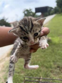 A657123 -  Domestic Short Hair Cat for Adoption in Houston, Texas - A657123 | PetCurious
