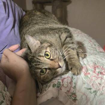 Honey -  Domestic Short Hair and Tabby Cat for Adoption in Liverpool, Texas - Honey | PetCurious