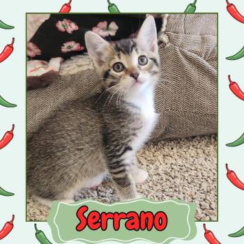 Serrano -  Domestic Short Hair Cat Available for Adoption in Wind Gap, Pennsylvania - Serrano | PetCurious