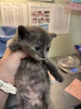 Frieren -  Domestic Short Hair Cat for Adoption in Picayune, Mississippi - Frieren | PetCurious