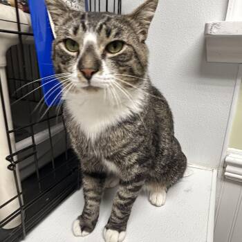 Moose -  Domestic Short Hair Cat for Adoption in Cape May, New Jersey - Moose | PetCurious