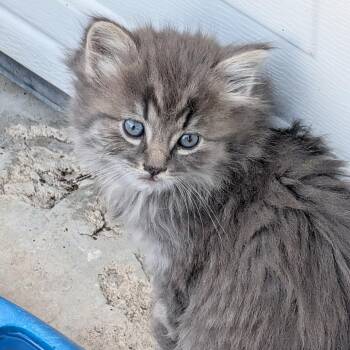Cumulo -  Domestic Long Hair Cat for Adoption in Grantsville, Utah - Cumulo | PetCurious