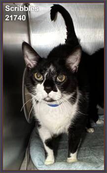 SCRIBBLES (see also LILY) -  Domestic Short Hair Cat for Adoption in Marietta, Georgia - SCRIBBLES (see Also LILY) | PetCurious