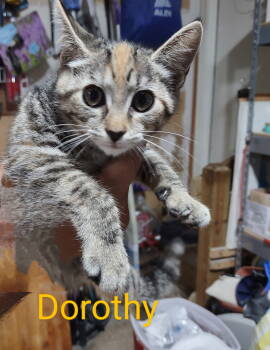 Rescue Torbie Cats for Adoption in Mount Laurel Township, New Jersey - Dorothy | PetCurious
