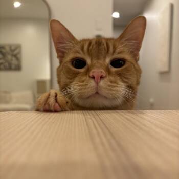 Fletcher -  Domestic Short Hair and Mixed Breed Cat Available for Adoption in Wantagh, New York - Fletcher | PetCurious