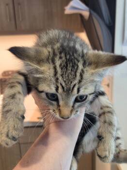 Domestic Short Hair Cats Available for Adoption in Bossier City, Louisiana - Daphne | PetCurious