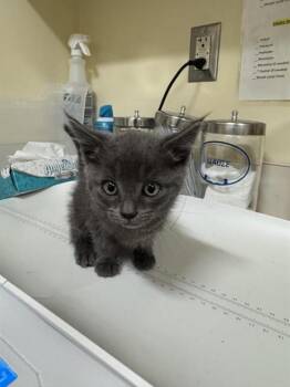 GRAVY -  Domestic Short Hair Cat for Adoption in Fremont, California - GRAVY | PetCurious