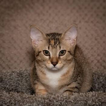 Yodal -  Domestic Short Hair Cat for Adoption in Santa Fe, Texas - Yodal | PetCurious