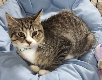 Rescue Domestic Short Hair Cats for Adoption in Albemarle, North Carolina - Caspien | PetCurious