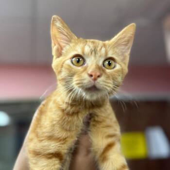 Severus -  Domestic Short Hair Cat for Adoption in Sunrise, Florida - Severus | PetCurious
