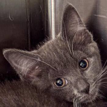 Pixel -  Domestic Short Hair Cat for Adoption in Kennebunk, Maine - Pixel | PetCurious