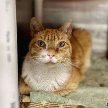 Domestic Short Hair Cats Available for Adoption - Paul Bunyan | PetCurious