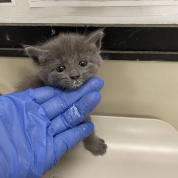 Pops -  Domestic Short Hair Cat for Adoption in Lynchburg, Virginia - Pops | PetCurious