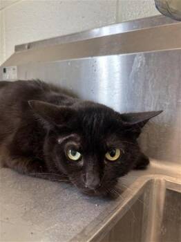 FLASH (UNK) -  Domestic Short Hair Cat for Adoption in Corpus Christi, Texas - FLASH (UNK) | PetCurious