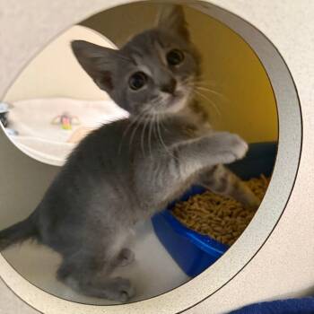 Magnus -  Domestic Short Hair Cat for Adoption in West Palm Beach, Florida - Magnus | PetCurious