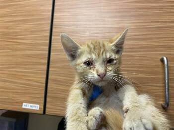 A613850 -  Domestic Short Hair Cat for Adoption in Modesto, California - A613850 | PetCurious