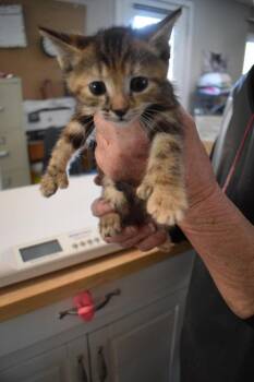 Domestic Short Hair Cats Available for Adoption in Pahrump, Nevada - Cookie (Precious K4) | PetCurious