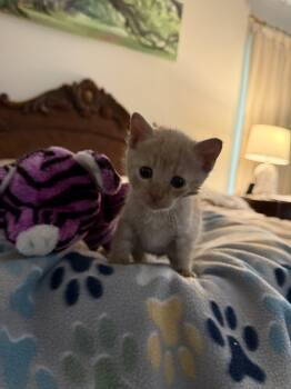 American Shorthair Cats Available for Adoption in Paulina, Louisiana - Tigger | PetCurious