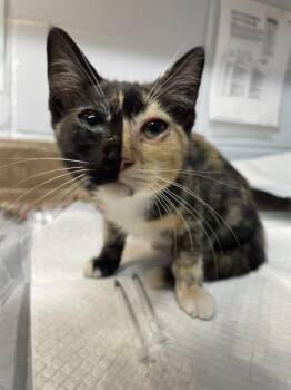 FAITH -  Domestic Short Hair Cat for Adoption in Tallahassee, Florida - FAITH | PetCurious