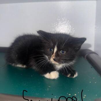 Squirrel -  Domestic Short Hair Cat for Adoption in Tylertown, Mississippi - Squirrel | PetCurious