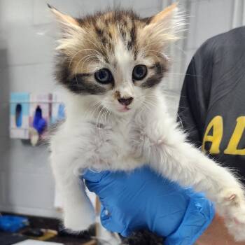Domestic Medium Hair Cats Available for Adoption in Summerville, South Carolina - Sky - Sissy | PetCurious