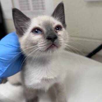 Siamese Cats Available for Adoption in Leander, Texas - Avalon | PetCurious