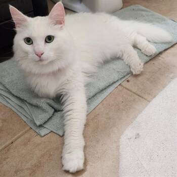 OPHELIA -  Domestic Long Hair Cat for Adoption in Colorado Springs, Colorado - OPHELIA | PetCurious