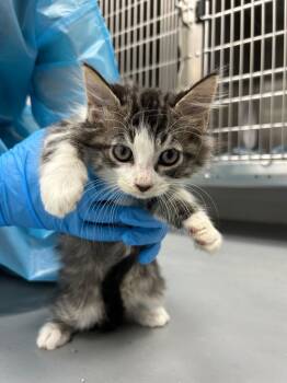 Rescue Domestic Long Hair Cats for Adoption in Hartsville, South Carolina - Mastro | PetCurious