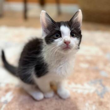 Jungkook -  Domestic Long Hair Cat for Adoption in Port Richey, Florida - Jungkook | PetCurious