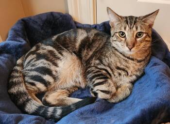 Rescue Domestic Short Hair Cats for Adoption in Montgomery, Alabama - Knox | PetCurious
