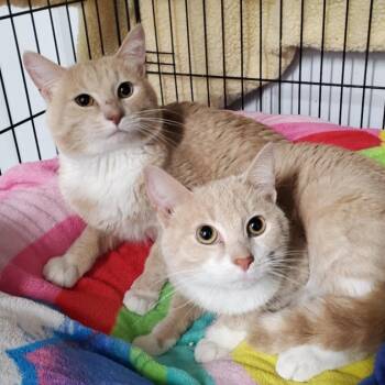 Rescue Domestic Short Hair Cats for Adoption in Marseilles, Illinois - Sahara And Webster | PetCurious
