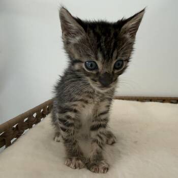 Domestic Short Hair Cats Available for Adoption in Tustin, California - Coco | PetCurious