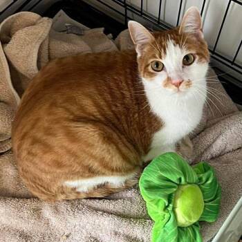 Canoodle -  Domestic Short Hair Cat for Adoption in Candler, North Carolina - Canoodle | PetCurious