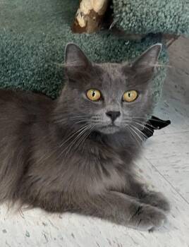 Sunshine - KBC -  Domestic Long Hair Cat for Adoption in Dublin, Ohio - Sunshine - KBC | PetCurious