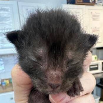 Lemongrass 8 -  Domestic Short Hair Cat for Adoption in Austin, Texas - Lemongrass 8 | PetCurious
