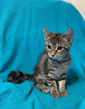 Rescue Domestic Short Hair Cats for Adoption in Woodstock, Illinois - Pisgah | PetCurious