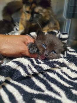 Rescue Domestic Short Hair Cats for Adoption in Winder, Georgia - 2025-10-091 *Simon* | PetCurious