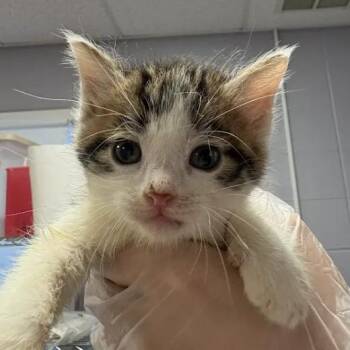 Scout -  Domestic Short Hair Cat for Adoption in South Elgin, Illinois - Scout | PetCurious