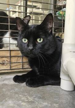 Rescue Domestic Short Hair Cats for Adoption in Westbrook, Connecticut - Bear | PetCurious