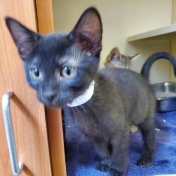 Domestic Short Hair Cats Available for Adoption - Flow | PetCurious