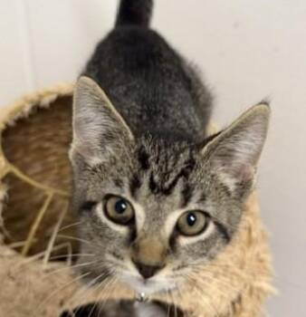 Bebe -  Domestic Short Hair Cat for Adoption in Bryan, Ohio - Bebe | PetCurious
