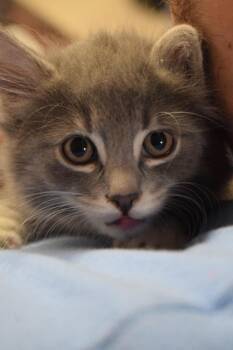 Domestic Medium Hair Cats Available for Adoption in Pahrump, Nevada - Pearl  (Athena K2) | PetCurious