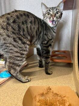 Baby -  Domestic Short Hair Cat for Adoption - Baby | PetCurious