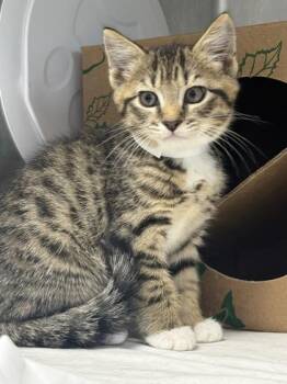 Venom -  Domestic Short Hair Cat for Adoption in West Chester, Pennsylvania - Venom | PetCurious